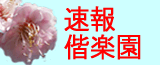 速報偕楽園
