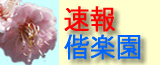 速報偕楽園