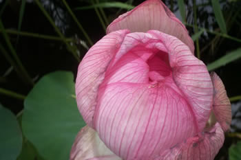 蓮の花