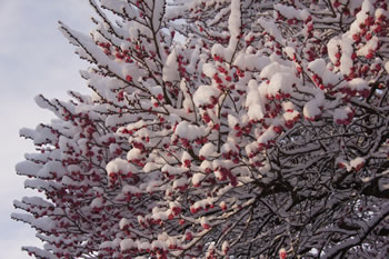 偕楽園 雪に咲く紅梅
