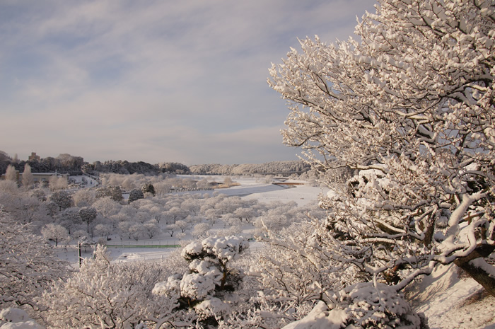 偕楽園 雪の田鶴鳴梅林