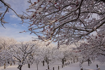 偕楽園 雪に咲く紅梅