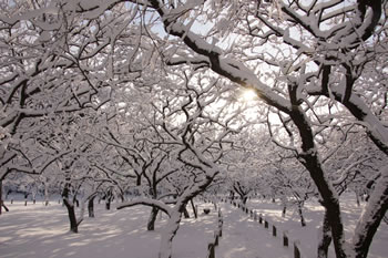 偕楽園 雪の梅林