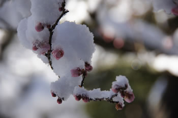 雪に耐える梅「一流」