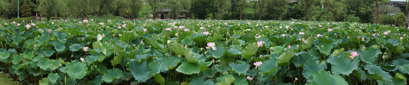 茨城県立歴史館のハス